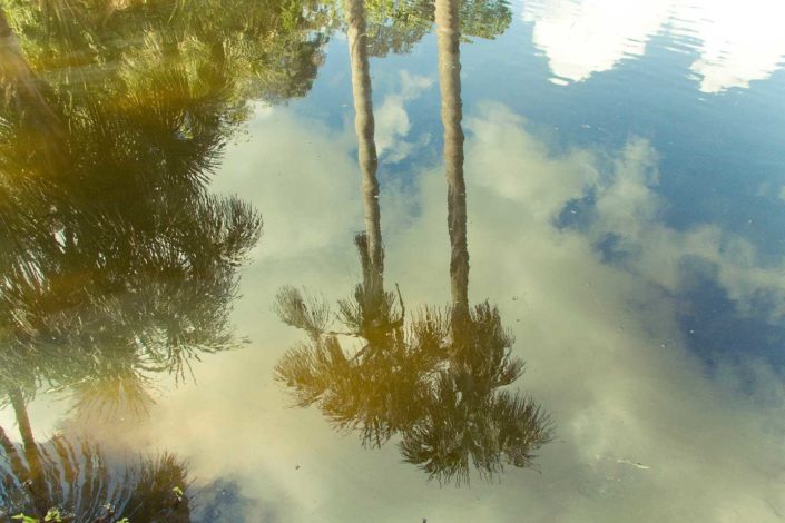 Reflejo de palmeras en el agua
