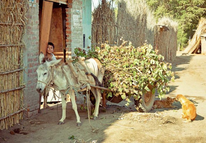 Burro llevando una carreta y niño mirando detrás de una puerta