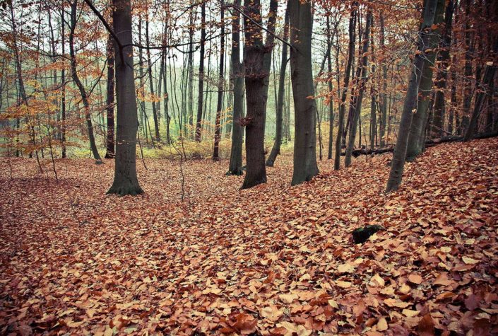 Bosque en otoño