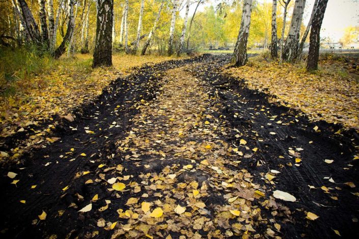 Camino en el bosque