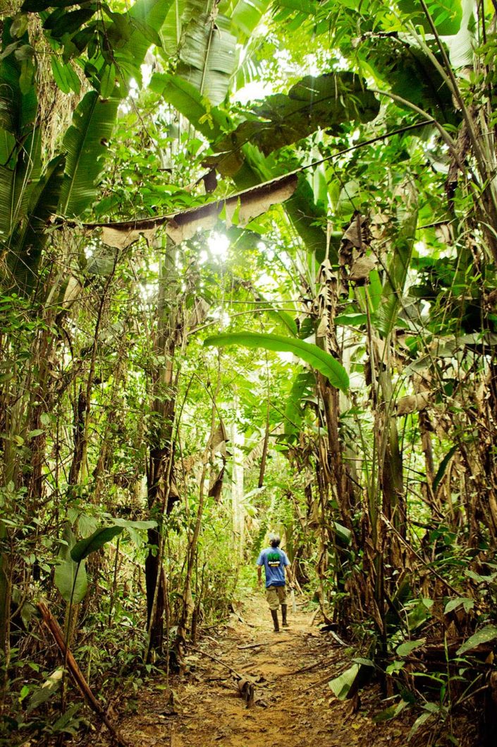 Persona paseando por un bosque de heliconias gigantes