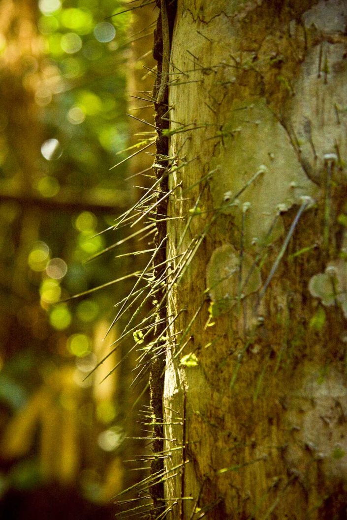 Árbol con espinas