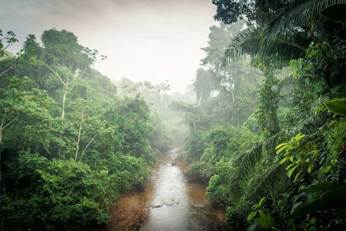 Riachuelo de la selva, niebla